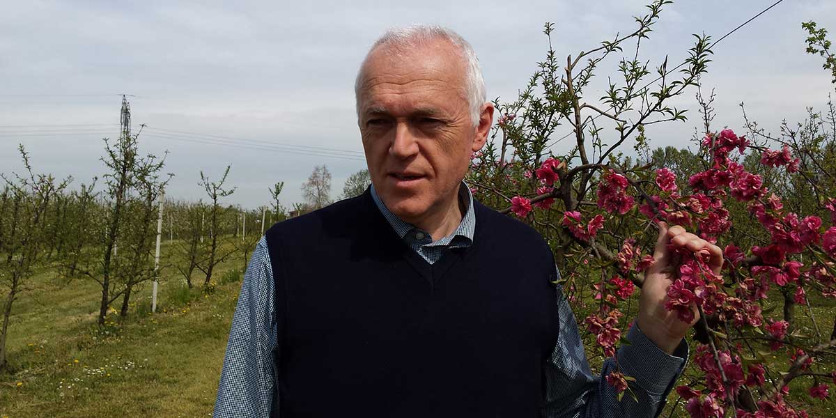 Alle pesche di Romagna IGP serve un cambio di passo